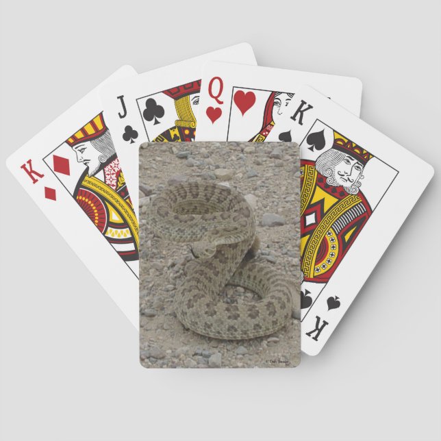 R9 Prairie Rattlesnake Coiled Poker Cards (Back)