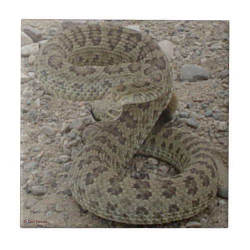 R9 Prairie Rattlesnake Coiled Tile