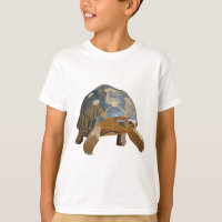 R is for Radiated Tortoise