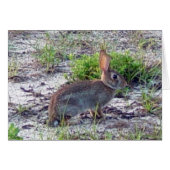 Rabbit (Front Horizontal)