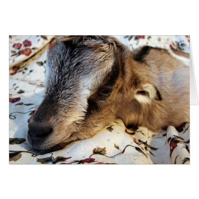 Rabbit (Front Horizontal)