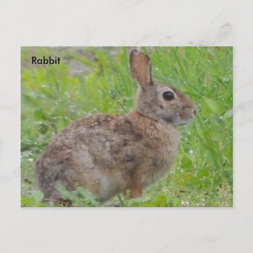 Rabbit A Postcard