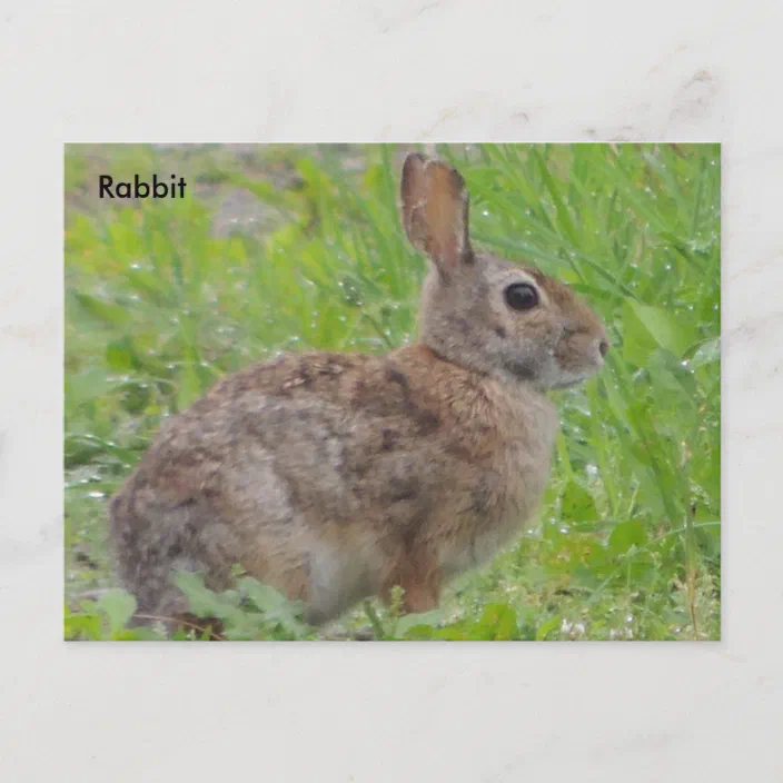 Rabbit (A) Postcard | Zazzle.com