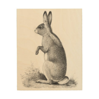 Rabbit Antiquarian Print USPRR Survey 1850s