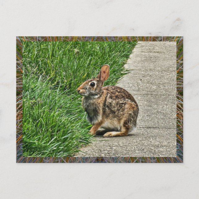 Rabbit art postcard (Front)