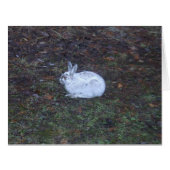 Rabbit Blank Card (Front Horizontal)