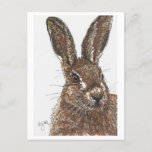 Rabbit Bunny Hare Postcard at Zazzle