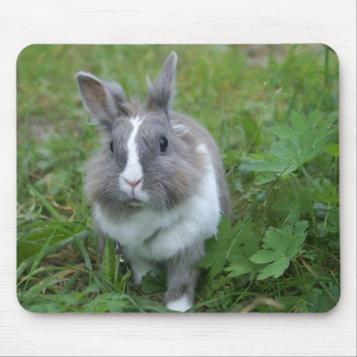 Rabbit bunny mouse pad