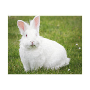 rabbit bunny photograph canvas print