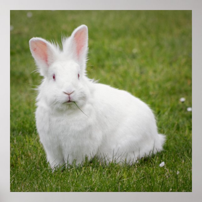 rabbit bunny photograph poster (Front)