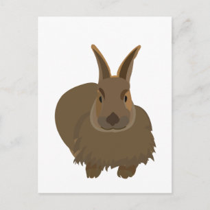 Rabbit Bunny  Postcard