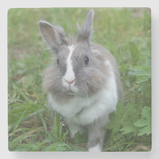 Rabbit bunny stone coaster (Front)