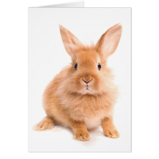 Rabbit Cards (Front)