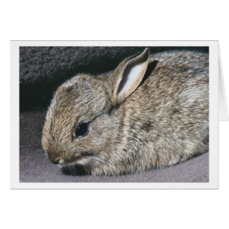 rabbit cards