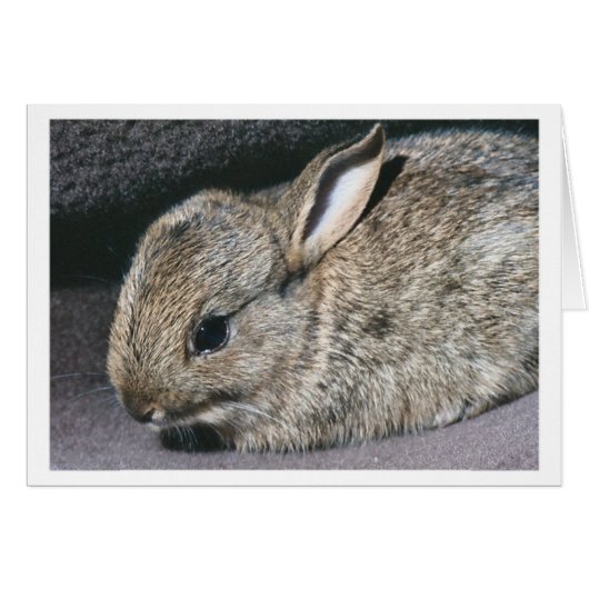 rabbit cards (Front Horizontal)