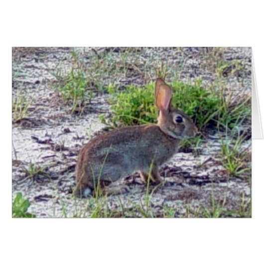Rabbit Cards (Front Horizontal)