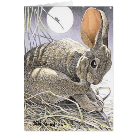 Rabbit, Cricket & Moon "SUMMER NIGHTS" Cards (Front)