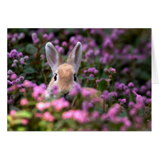 Rabbit farm cards (Front Horizontal)