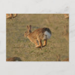 Rabbit Hopping Postcard