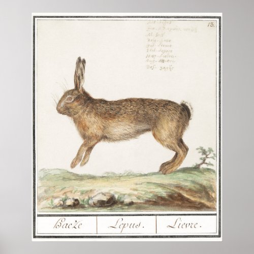 Rabbit Illustration Poster