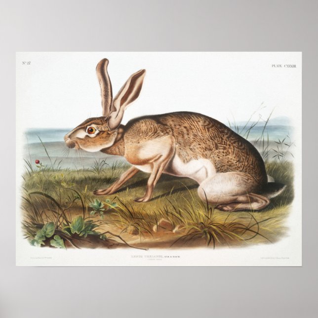 Rabbit Illustration Poster (Front)