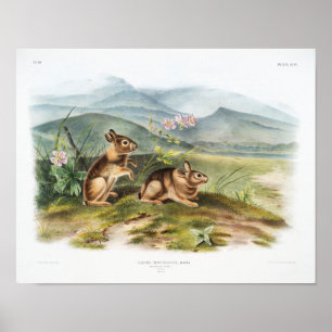 Rabbit Illustration Poster