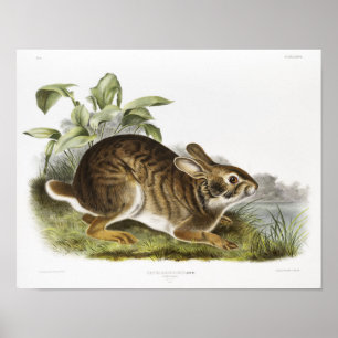 Rabbit Illustration Poster