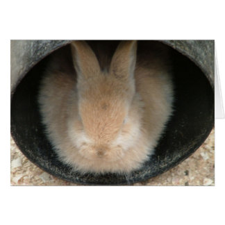 rabbit in a pipe cards