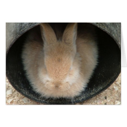 rabbit in a pipe cards (Front Horizontal)