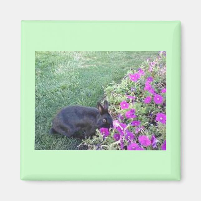 Rabbit in the garden magnet (Front)