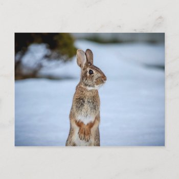 Rabbit In The Snow Postcard by debscreative at Zazzle