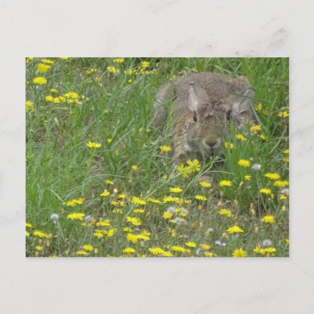Rabbit in Wildflowers Field DIY Postcard (Front)