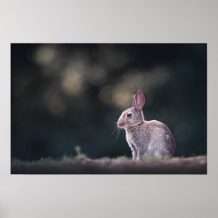 Rabbit Nature Photo Poster