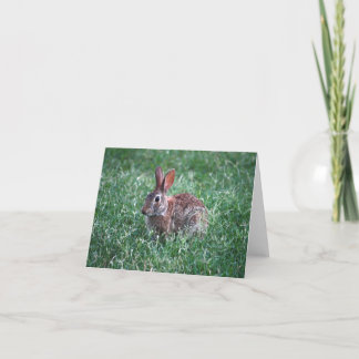 Rabbit Notecard