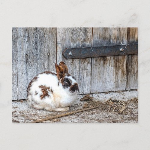 Rabbit on the Farm Postcard