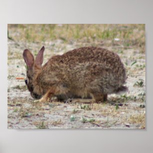 Rabbit Photo Poster