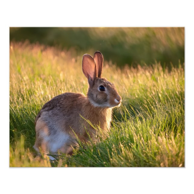 Rabbit Photo Print (Front)