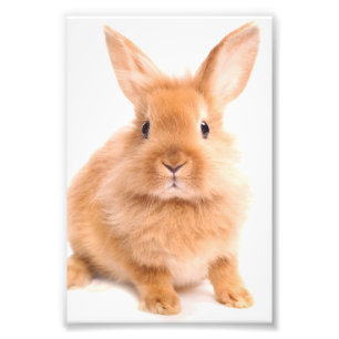 Rabbit Photo Print