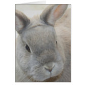 rabbit photographed by Tutti (Front)