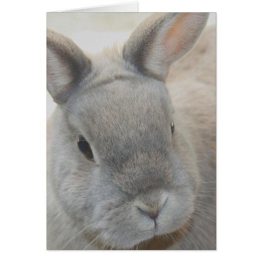 rabbit photographed by Tutti (Front)