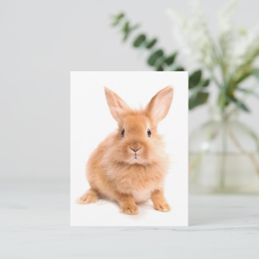 Rabbit Postcard | Zazzle