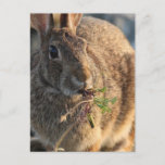 Rabbit Postcard