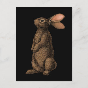 Rabbit Postcard