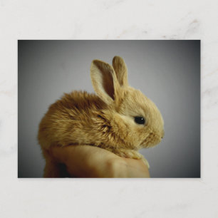 rabbit postcard