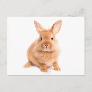 Rabbit Postcard