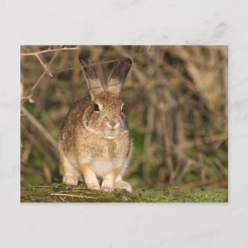 Rabbit Postcard by Photo_Fine_Art at Zazzle