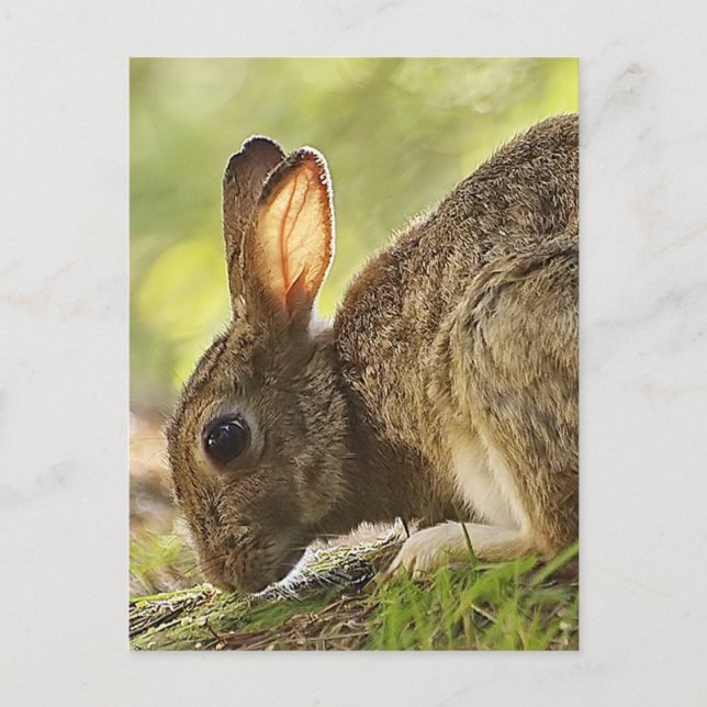 Rabbit Postcard (Front)