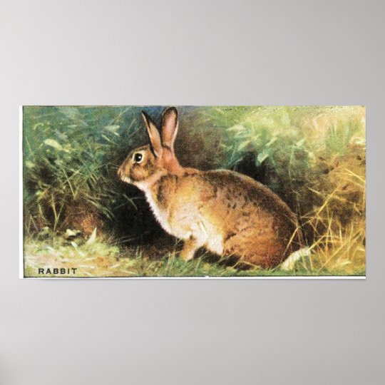 Rabbit Print | Zazzle.com