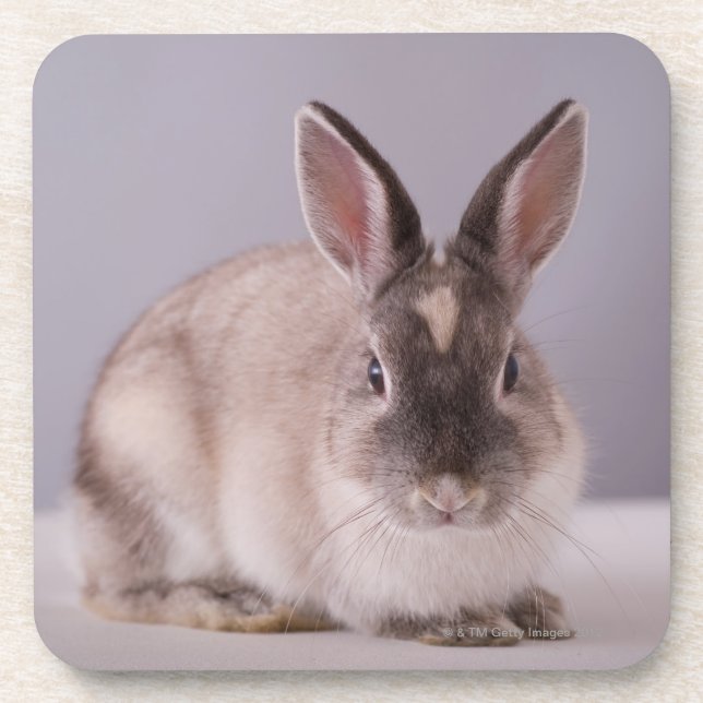 rabbit,simple background,animal,white table, drink coaster (Front)