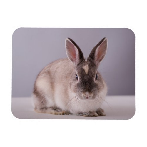 rabbitsimple backgroundanimalwhite table magnet